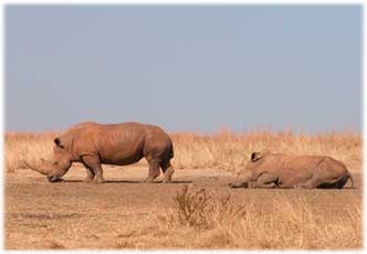 white rhinos